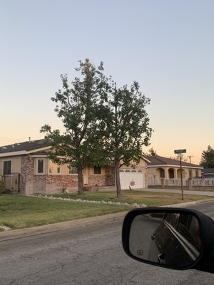 Tree Trimming & Pruning