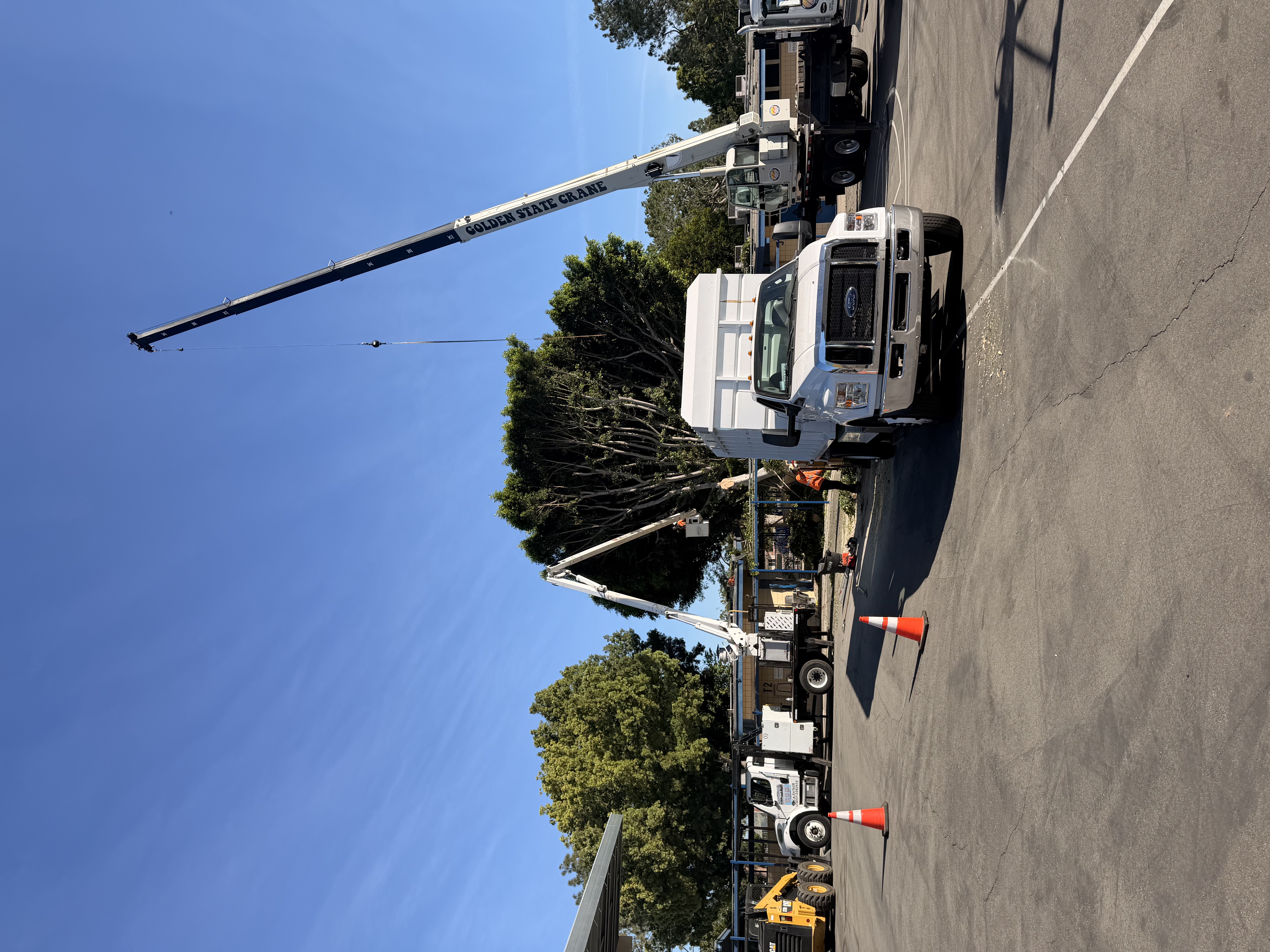 Commercial Tree Removal